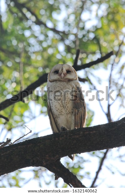 Barn Owls Mediumsized Owls Long Legs Stock Photo Edit Now 1632140062