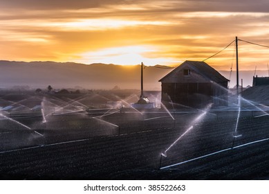 A Barn At Sunrise In The Salinas Valley, The Hub Of Agriculture In Central California, As Freshly Planted Crops Are Sprayed With Water.