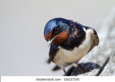 Barn Swallow