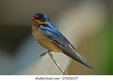 Barn Swallow