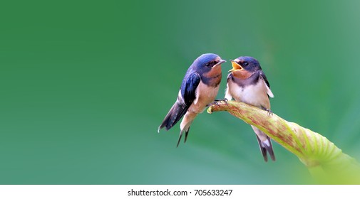 Barn Swallow