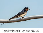 Barn Swallow against a blue sky