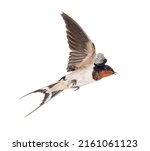 Barn Swallow, bird, Hirundo rustica, flying against white background