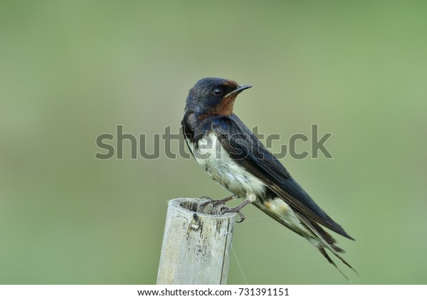 Barn Swallow Bird Perched On Bamboo Stock Photo Edit Now 731391151