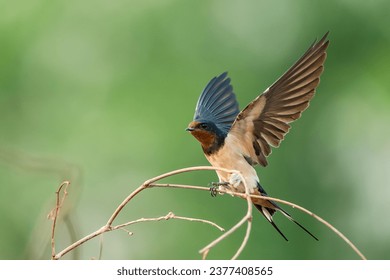 A barn Swallow bird perching on branch - Powered by Shutterstock