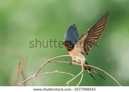 A barn Swallow bird perching on branch