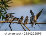 barn swallow brought insects in her beak to her sitting chicks on a branch and feeds