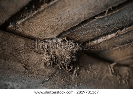 Barn swallow chicks waiting in a mud nest attached to old wooden roof beams inside a rustic barn.