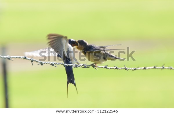 Barn Swallow Feeding Baby Stock Photo Edit Now 312122546