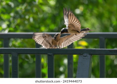 A Barn Swallow feeding its baby chick at the park with the backlit afternoon sunlight illuminating their wing feathers. - Powered by Shutterstock