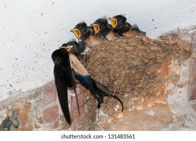 Barn Swallow Feeding Chicks In Nest