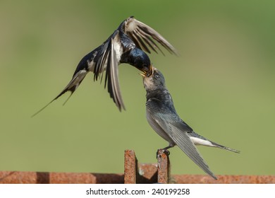 1000 Juvenile Barn Swallow Stock Images Photos Vectors