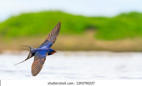 Barn Swallow flies over the water opened wings