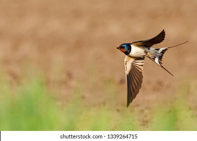 barn swallow flies its wings open