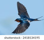 A BARN SWALLOW IN FLIGHT WITH ITS FULL WINGSPAN.