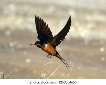 Barn Swallow Flying