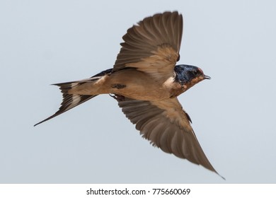 Barn Swallow Flying With Sky Background