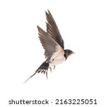 Barn Swallow Flying wings spread, bird, Hirundo rustica, flying against white background