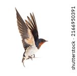 Barn Swallow Flying wings spread, bird, Hirundo rustica, flying against white background