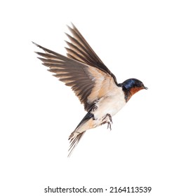 Barn Swallow Flying wings spread, bird, Hirundo rustica, flying against white background - Shutterstock ID 2164113539