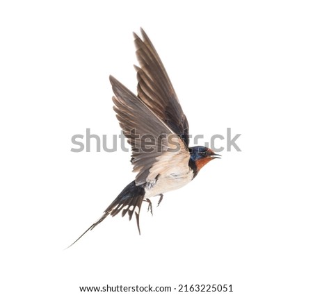 Barn Swallow Flying wings spread, bird, Hirundo rustica, flying against white background