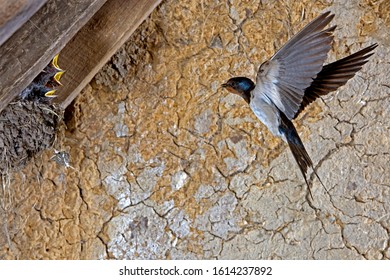 Barn Swallow, hirundo rustica, Adult in Flight, Feeding Chicks at Nest, Normandy 