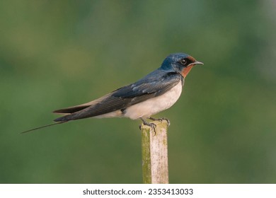 The barn swallow (Hirundo rustica) animal closeup 