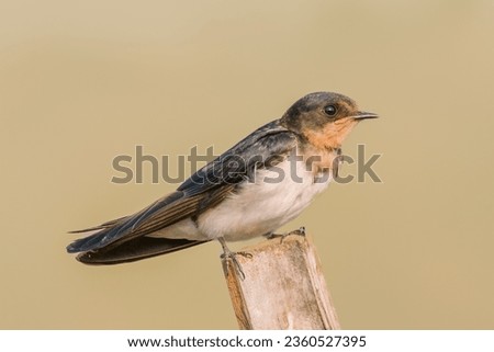The barn swallow (Hirundo rustica) animal closeup