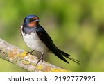 Barn swallow, Hirundo rustica. A bird sits on a beautiful branch.