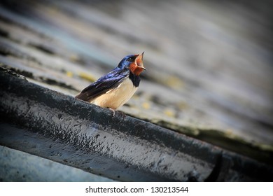 Barn Swallow (Hirundo Rustica) Calling From Roof Gutter. Taken In Scotland, Uk.