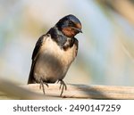 Barn swallow, Hirundo rustica. Close-up of a bird perched on a reed stalk on a river bank