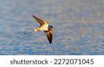 Barn swallow Hirundo rustica flies over the water and catches insects, the best photo.