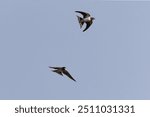 Barn Swallow Hirundo rustica in flight 