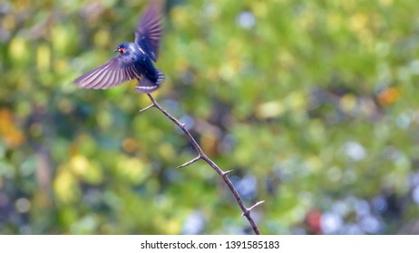 Barn Swallow (Hirundo Rustica) In Flight Before Landing On A Branch. Body And Tail Feathers In Focus, Wings Out Stretched With Motion Blur And Shot With Short Depth Of Field.