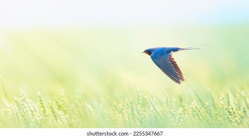 Barn swallow Hirundo rustica in flight he hunts over the meadow. - Powered by Shutterstock