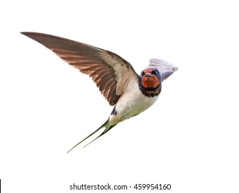 1000 Barn Swallow Stock Images Photos Vectors Shutterstock