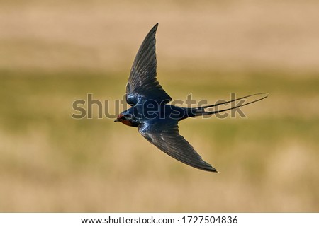 Barn swallow (Hirundo rustica) in flight with vegetation in the background