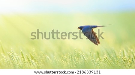 Barn swallow Hirundo rustica in flight he hunts over the meadow, the best photo.