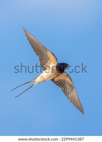 Barn Swallow (Hirundo rustica) in flight against the sky. Bird in flight.
