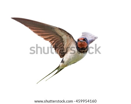 Barn swallow (Hirundo rustica) in flight isolated on a white background