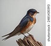 The Barn Swallow (Hirundo rustica) is a graceful, agile bird known for its long, deeply forked tail and steel-blue upperparts. It has a distinctive red throat, chestnut forehead, and white underparts.