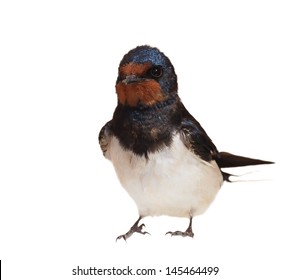 Barn Swallow, Hirundo Rustica Isolated On White Background