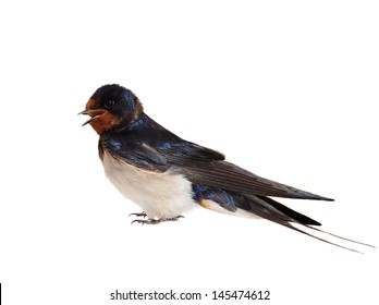 Barn Swallow, Hirundo Rustica Isolated On White Background