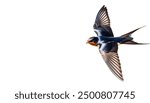 barn swallow - Hirundo rustica - is the most widespread species of swallow in the world, occurring on all continents, with vagrants reported even in Antarctica Isolated on white background.  in flight