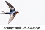 barn swallow - Hirundo rustica - is the most widespread species of swallow in the world, occurring on all continents, with vagrants reported even in Antarctica Isolated on white background.  in flight