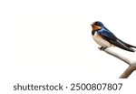 barn swallow - Hirundo rustica - is the most widespread species of swallow in the world, occurring on all continents, with vagrants reported even in Antarctica Isolated on white background.  perched