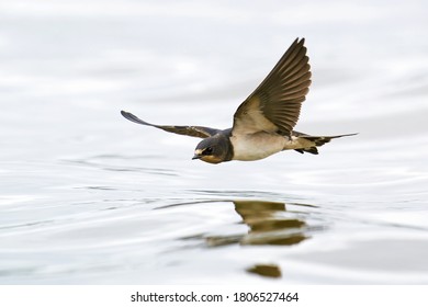 Barn swallow (Hirundo rustica) in its natural enviroment