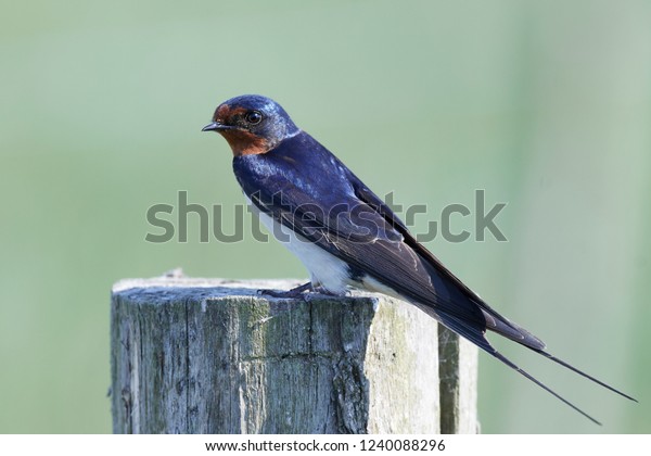 Barn Swallow Hirundo Rustica Natural Habitat Stock Photo Edit Now