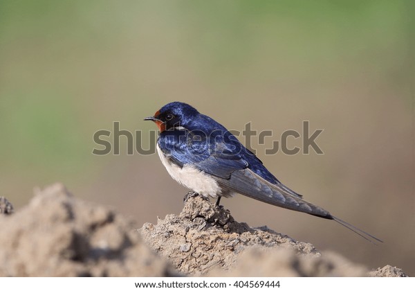 Barn Swallow Hirundo Rustica Natural Habitat Stock Photo Edit Now