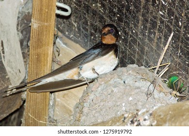 Barn Swallow, Hirundo Rustica, On Its Nest In The Roof Of A Barn, Gloucestershire, UK